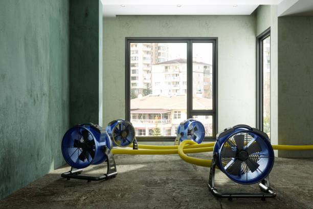 Best Water damage contractors near me  in Roundup, MT